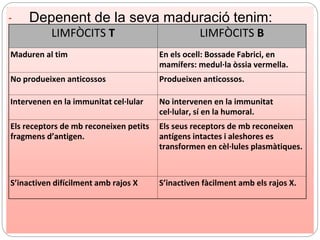 - Depenent de la seva maduració tenim:
LIMFÒCITS T LIMFÒCITS B
Maduren al tim En els ocell: Bossade Fabrici, en
mamífers: medul·la òssia vermella.
No produeixen anticossos Produeixen anticossos.
Intervenen en la immunitat cel·lular No intervenen en la immunitat
cel·lular, sí en la humoral.
Els receptors de mb reconeixen petits
fragmens d’antigen.
Els seus receptors de mb reconeixen
antígens intactes i aleshores es
transformen en cèl·lules plasmàtiques.
S’inactiven difícilment amb rajos X S’inactiven fàcilment amb els rajos X.
 