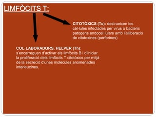 LIMFÒCITS T:
CITOTÒXICS (Tc): destrueixen les
cèl·lules infectades per virus o bacteris
patògens endocel·lulars amb l’alliberació
de citotoxines (perforines)
COL·LABORADORS, HELPER (Th):
s’encarreguen d’activar els limfòcits B i d’iniciar
la proliferació dels limfòcits T citotòxics per mitjà
de la secreció d’unes molècules anomenades
interleucines.
 