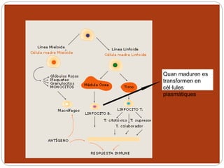 Quan maduren es
transformen en
cèl·lules
plasmàtiques
 