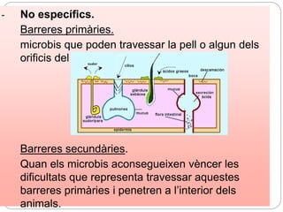 - No específics.
Barreres primàries.
microbis que poden travessar la pell o algun dels
orificis del cos.
Barreres secundàries.
Quan els microbis aconsegueixen vèncer les
dificultats que representa travessar aquestes
barreres primàries i penetren a l’interior dels
animals.
 