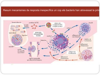 Resum mecanismes de resposta inespecífics un cop els bacteris han atravessat la prim
 