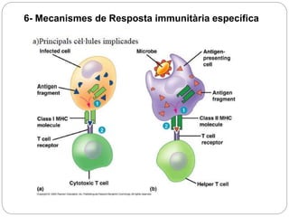 6- Mecanismes de Resposta immunitària específica
 
