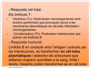 - Resposta cel·lular.
Els limfócits T:
• Citotòxics (Tc): Destrueixen microorganismes amb
enzims (perforines) que provoquen porus a les
membranes plasmàtiques de cèl.lules infectades i
microorganismes.
• Col.laboradors (Th): Produeixen interleucines que
activen els limfòcits B
- Resposta humoral.
Limfòtis B en contacte amb l’antigen i activats per
les interleucines, es transformen en cèl·lules
plasmàtiques i elaboren els anticossos que
alliberen engrans quantitats a la sang, limfa i
teixits. Després poden transformar-se en cèl.lules
 