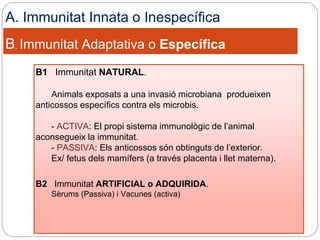 B. Immunitat Adaptativa o Específica
B1 Immunitat NATURAL.
Animals exposats a una invasió microbiana produeixen
anticossos específics contra els microbis.
- ACTIVA: El propi sistema immunològic de l’animal
aconsegueix la immunitat.
- PASSIVA: Els anticossos són obtinguts de l’exterior.
Ex/ fetus dels mamífers (a través placenta i llet materna).
B2 Immunitat ARTIFICIAL o ADQUIRIDA.
Sèrums (Passiva) i Vacunes (activa)
A. Immunitat Innata o Inespecífica
 