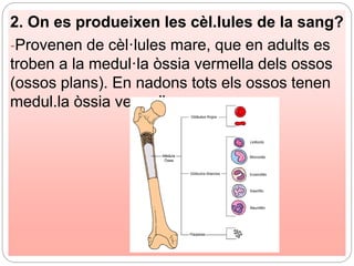 2. On es produeixen les cèl.lules de la sang?
-Provenen de cèl·lules mare, que en adults es
troben a la medul·la òssia vermella dels ossos
(ossos plans). En nadons tots els ossos tenen
medul.la òssia vermella
 