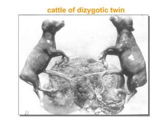 cattle of dizygotic twin
 