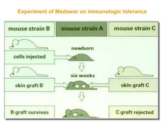 Experiment of Medawar on immunologic tolerance
 