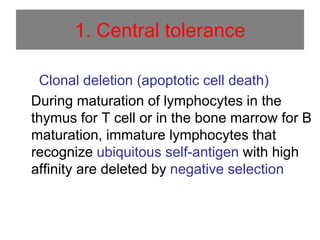 1. Central tolerance
Clonal deletion (apoptotic cell death)
During maturation of lymphocytes in the
thymus for T cell or in the bone marrow for B
maturation, immature lymphocytes that
recognize ubiquitous self-antigen with high
affinity are deleted by negative selection
 