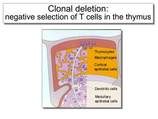 Clonal deletion:
negative selection of T cells in the thymus
 