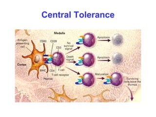 Central Tolerance
 