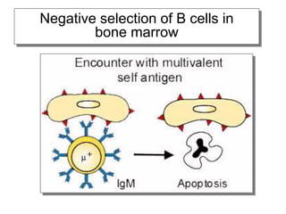 Negative selection of B cells in
bone marrow
 