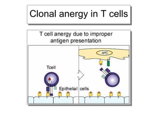 Clonal anergy in T cells
 