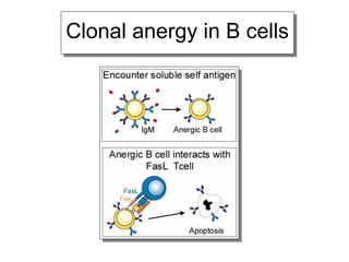 Clonal anergy in B cells
 