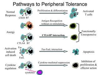 Fas
FasL
cytokines
Apoptosis
Inhibition of
proliferation &
effector action
Activated
T cells
Normal
Response
CD28 B7
Proliferation & differentiation
Antigen Recognition
without co-stimulation
Anergy
CTLA4 B7
Functionally
Unresponsive
CTL4-B7 interaction
Fas-FasL interaction
Cytokine-mediated suppression
Activation
induced
cell death
Cytokine
regulation
Pathways to Peripheral Tolerance
 