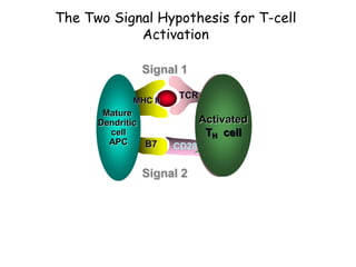 The Two Signal Hypothesis for T-cell
Activation
Mature
Dendritic
cell
APC
TH
cell
CD28
B7
MHC II
TCR
Signal 2
Signal 1
Activated
TH cell
 