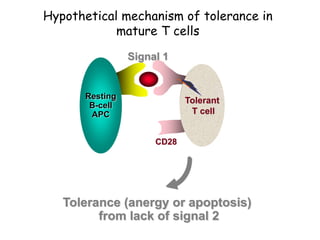Hypothetical mechanism of tolerance in
mature T cells
CD28
Resting
B-cell
APC
TH0 cell
Tolerance (anergy or apoptosis)
from lack of signal 2
Signal 1
Tolerant
T cell
 