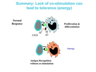 Normal
Response
CD28 B7
Proliferation &
differentiation
Summary: Lack of co-stimulation can
lead to tolerance (anergy)
Antigen Recognition
without co-stimulation
Anergy
 