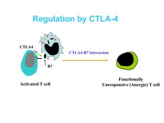 Regulation by CTLA-4
CTLA4
B7
Functionally
Unresponsive (Anergic) T cell
CTLA4-B7 interaction
Activated T cell
 