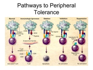 Pathways to Peripheral
Tolerance
 