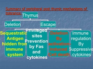 Summary of peripheral post thymic mechanisms of
tolerance:
Thymus
Deletion Escape
Immune
regulation
By
Suppressive
cytokines
Deletion
By
activation-
induced
Cell death
Sequestration
Antigen
hidden from
immune
system
Privileged
sites
Prevention
by Fas
and
cytokines
 