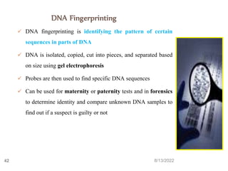 8/13/2022
42
DNA Fingerprinting
 DNA fingerprinting is identifying the pattern of certain
sequences in parts of DNA
 DNA is isolated, copied, cut into pieces, and separated based
on size using gel electrophoresis
 Probes are then used to find specific DNA sequences
 Can be used for maternity or paternity tests and in forensics
to determine identity and compare unknown DNA samples to
find out if a suspect is guilty or not
 