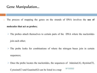 Gene Manipulation...
8/13/2022
63
o The process of mapping the genes on the strands of DNA involves the use of
molecules that act as probes;
 The probes attach themselves to certain parts of the DNA where the nucleotides
join each other;
 The probe looks for combinations of where the nitrogen bases join in certain
sequences;
 Once the probe locates the nucleotides, the sequences of Adenine(A), thymine(T),
Cytosine(C) and Guanine(G) can be listed in a map
 