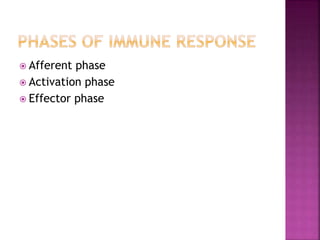  Afferent phase
 Activation phase
 Effector phase
 