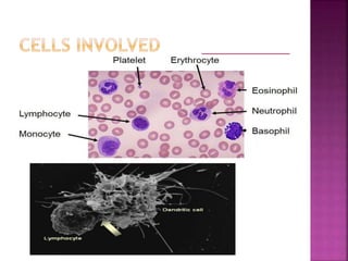  Neutrophil
 Eosinophil
 Lymphocytes
 Dendritic cells
T lymphocytes
B lymphocyte
Helper T cell
Cytotoxic T cell
Supressor T cell
Memory T cell
Interdigitating follicular
 