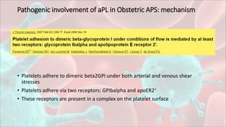 Pathogenic involvement of aPL in Obstetric APS: mechanism
• Platelets adhere to dimeric beta2GPI under both arterial and venous shear
stresses
• Platelets adhere via two receptors: GPIbalpha and apoER2‘
• These receptors are present in a complex on the platelet surface
 