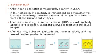 2. Sandwich ELISA
• Antigen can be detected or measured by a sandwich ELISA.
• In this technique, the antibody is immobilized on a microtiter well.
A sample containing unknown amounts of antigen is allowed to
react with the immobilized antibody.
• After wells washing, a second enzyme (HRP) -linked antibody
(specific to Fc region) is added and allowed to react with the bound
antigen.
• After washing, substrate (peroxide and TMB) is added, and the
colored reaction product is measured.
3/22/2021 17
 