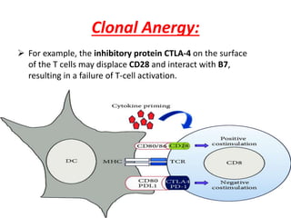 Clonal Anergy:
 For example, the inhibitory protein CTLA-4 on the surface
of the T cells may displace CD28 and interact with B7,
resulting in a failure of T-cell activation.
 