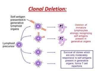 Clonal Deletion:
 