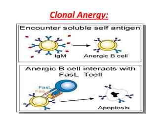 Clonal Anergy:
 