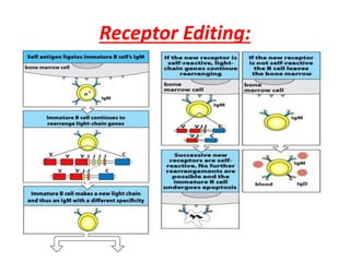 Receptor Editing:
 