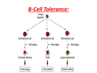 B-Cell Tolerance:
 