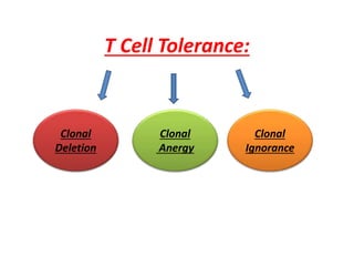 T Cell Tolerance:
Clonal
Deletion
Clonal
Anergy
Clonal
Ignorance
 