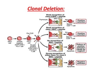 Clonal Deletion:
 