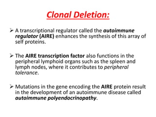 Clonal Deletion:
 A transcriptional regulator called the autoimmune
regulator (AIRE) enhances the synthesis of this array of
self proteins.
 The AIRE transcription factor also functions in the
peripheral lymphoid organs such as the spleen and
lymph nodes, where it contributes to peripheral
tolerance.
 Mutations in the gene encoding the AIRE protein result
in the development of an autoimmune disease called
autoimmune polyendocrinopathy.
 