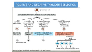 Immunological tolerance and resistance | PDF