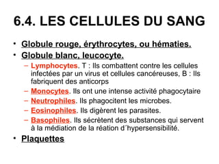 6.4. LES CELLULES DU SANG
• Globule rouge, érythrocytes, ou hématies.
• Globule blanc, leucocyte.
– Lymphocytes. T : Ils combattent contre les cellules
infectées par un virus et cellules cancéreuses, B : Ils
fabriquent des anticorps
– Monocytes. Ils ont une intense activité phagocytaire
– Neutrophiles. Ils phagocitent les microbes.
– Eosinophiles. Ils digèrent les parasites.
– Basophiles. Ils sécrètent des substances qui servent
à la médiation de la réation d´hypersensibilité.

• Plaquettes

 