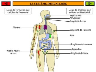 LE SYSTÈME IMMUNITAIRE
Lieux de formation des
cellules de l’immunité

Thymus

Lieux de stockage des
cellules de l’immunité
Végétations
Amygdales
Ganglions du cou

Ganglions de l’aisselle
Rate

Ganglions abdominaux
Moelle rouge
des os

Appendice
Ganglions de l’aine

 