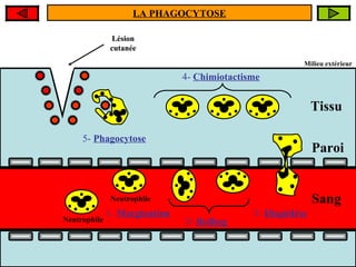 LA DIAPEDESE : CHRONOLOGIE ANIMEE
LA PHAGOCYTOSE
Lésion
cutanée

Étape 4 faveur d’une blessure, des le les
Étape 5 neutrophile se détruit
A : le : le neutrophiledirige vers
Un neutrophile passe au à la paroi du
Le la
s’accole voisinage
microorganisme au cours de la
microorganismes : c’est le
microorganismes envahissent les tissus
capillaire lac’est la cutanée
de : lésion MARGINATION
CHIMIOTACTISME
PHAGOCYTOSE

Milieu extérieur

4- Chimiotactisme

Tissu
5- Phagocytose

Neutrophile

Étape 3 : le : le neutrophile roule le long du
Étape 2 neutrophile s’insinue entre les
3- Diapédèse
Étape 1 : 1- Margination
La MARGINATION
cellules de la sanguin : c’est le ROLLING
Neutrophile capillaireparoi : c’est la DIAPEDESE
2- Rolling

Paroi

Sang

 