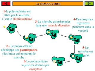 LA PHAGOCYTOSE

1-le polynucléaire est
attiré par le microbe,
c ’est le chimiotactisme

4-Des enzymes
3-Le microbe est prisonnier
digestives
dans une vacuole digestive pénètrent dans la
vacuole

2 - Le polynucléaire
développe des pseudopodes
(des bras) qui entourent le
microbe
6-Le polynucléaire
rejette les déchets par
exocytose

5-Le
microbe est
digéré

 