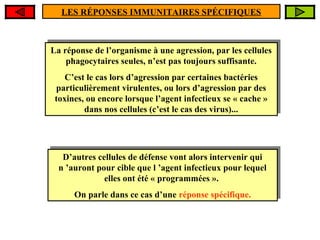 LES RÉPONSES IMMUNITAIRES SPÉCIFIQUES

La réponse de l’organisme une agression, par les cellules
La réponse de l’organisme ààune agression, par les cellules
phagocytaires seules, n’est pas toujours suffisante.
phagocytaires seules, n’est pas toujours suffisante.
C’est le cas lors d’agression par certaines bactéries
C’est le cas lors d’agression par certaines bactéries
particulièrement virulentes, ou lors d’agression par des
particulièrement virulentes, ou lors d’agression par des
toxines, ou encore lorsque l’agent infectieux se « cache »
toxines, ou encore lorsque l’agent infectieux se « cache »
dans nos cellules (c’est le cas des virus)...
dans nos cellules (c’est le cas des virus)...

D’autres cellules de défense vont alors intervenir qui
D’autres cellules de défense vont alors intervenir qui
n ’auront pour cible que ’agent infectieux pour lequel
n ’auront pour cible que ll’agent infectieux pour lequel
elles ont été programmées ».
elles ont été ««programmées ».
On parle dans ce cas d’une réponse spécifique.
On parle dans ce cas d’une réponse spécifique.

 