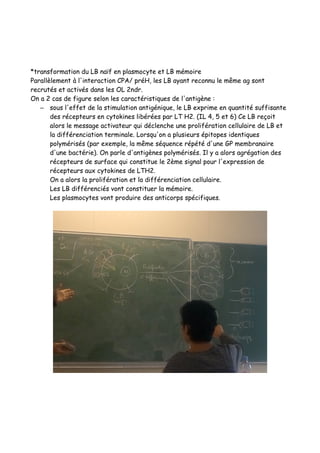 *transformation du LB naïf en plasmocyte et LB mémoire
Parallèlement à l'interaction CPA/ préH, les LB ayant reconnu le même ag sont
recrutés et activés dans les OL 2ndr.
On a 2 cas de figure selon les caractéristiques de l'antigène :
– sous l'effet de la stimulation antigénique, le LB exprime en quantité suffisante
des récepteurs en cytokines libérées par LT H2. (IL 4, 5 et 6) Ce LB reçoit
alors le message activateur qui déclenche une prolifération cellulaire de LB et
la différenciation terminale. Lorsqu'on a plusieurs épitopes identiques
polymérisés (par exemple, la même séquence répété d'une GP membranaire
d'une bactérie). On parle d'antigènes polymérisés. Il y a alors agrégation des
récepteurs de surface qui constitue le 2ème signal pour l'expression de
récepteurs aux cytokines de LTH2.
On a alors la prolifération et la différenciation cellulaire.
Les LB différenciés vont constituer la mémoire.
Les plasmocytes vont produire des anticorps spécifiques.
 