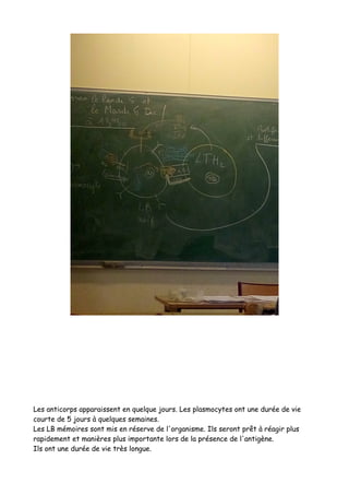 Les anticorps apparaissent en quelque jours. Les plasmocytes ont une durée de vie
courte de 5 jours à quelques semaines.
Les LB mémoires sont mis en réserve de l'organisme. Ils seront prêt à réagir plus
rapidement et manières plus importante lors de la présence de l'antigène.
Ils ont une durée de vie très longue.
 