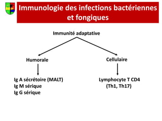 Immunologie des infections bactériennes
et fongiques
Immunité adaptative
Humorale Cellulaire
Ig A sécrétoire (MALT)
Ig M sérique
Ig G sérique
Lymphocyte T CD4
(Th1, Th17)
 