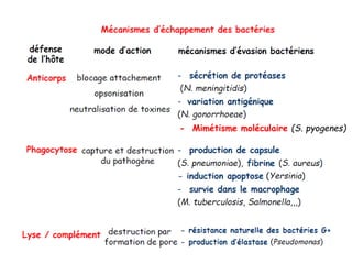 - Mimétisme moléculaire (S. pyogenes)
 
