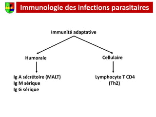 Immunologie des infections parasitaires
Immunité adaptative
Humorale Cellulaire
Ig A sécrétoire (MALT)
Ig M sérique
Ig G sérique
Lymphocyte T CD4
(Th2)
 