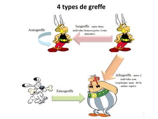 4 types de greffe
 